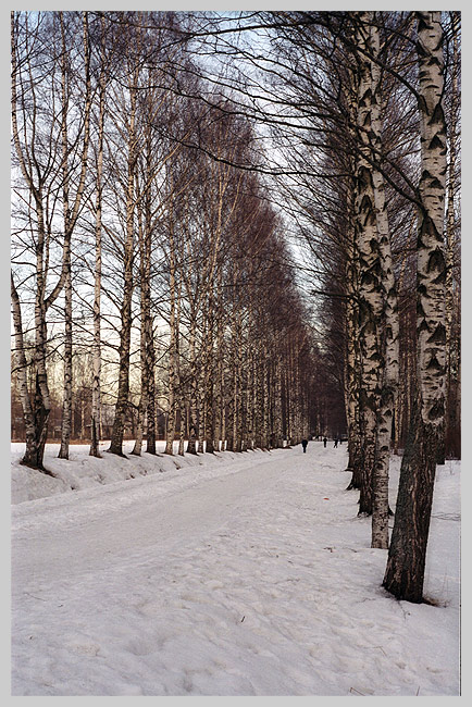 фото "Зимняя аллея" метки: пейзаж, зима, лес