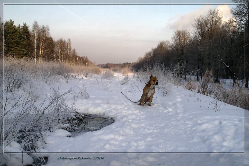 фото "Где же хозяин?" метки: природа, пейзаж, домашние животные, зима