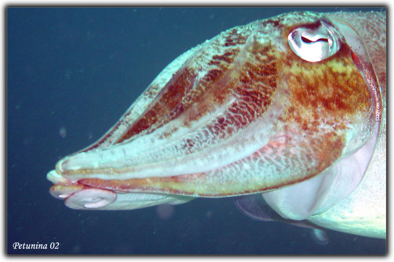 photo "Cuttle fish (near Phuket)" tags: underwater, 