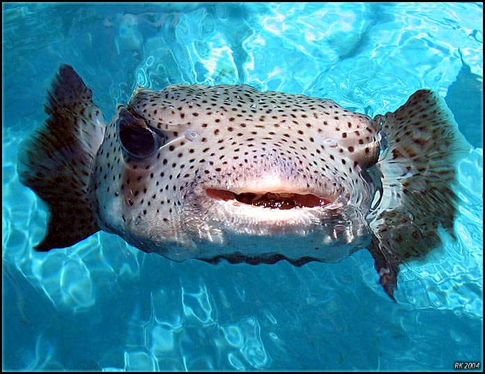 photo "Puffer Fish" tags: misc., 