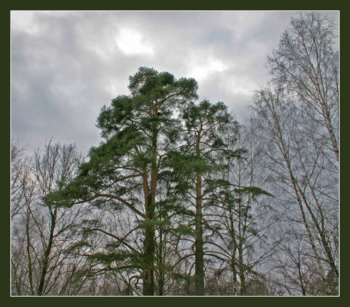 photo "Pine-trees" tags: landscape, nature, flowers, forest