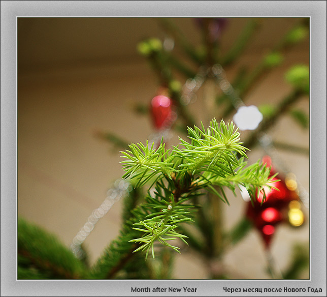 photo "Month after New Year" tags: still life, macro and close-up, 