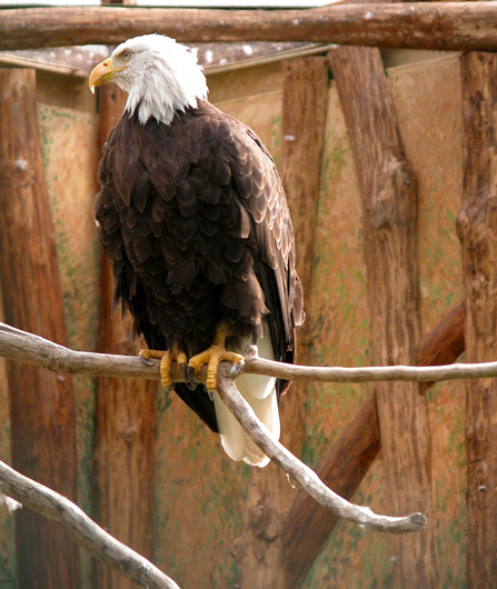 photo "King of Birds!!" tags: nature, misc., wild animals