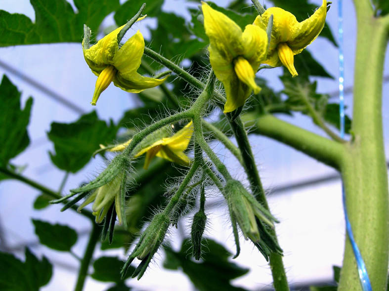 photo "tomato" tags: nature, flowers