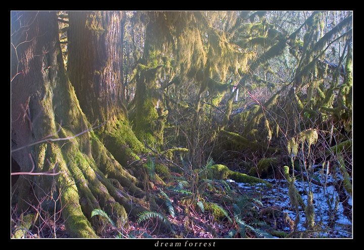 фото "dream forrest" метки: пейзаж, зима, лес