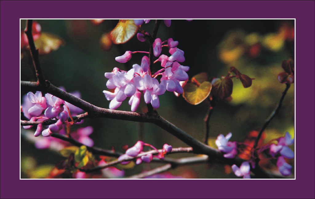 фото "Тропический февраль" метки: макро и крупный план, природа, цветы