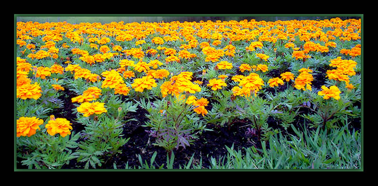 photo "Yellow garden" tags: nature, flowers