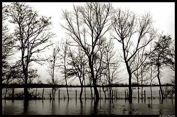 фото "Flooded" метки: разное, 