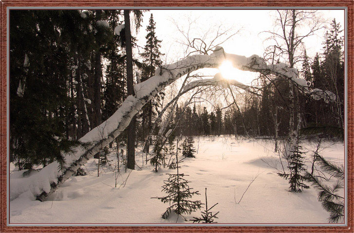 фото "Аркада" метки: пейзаж, зима, лес