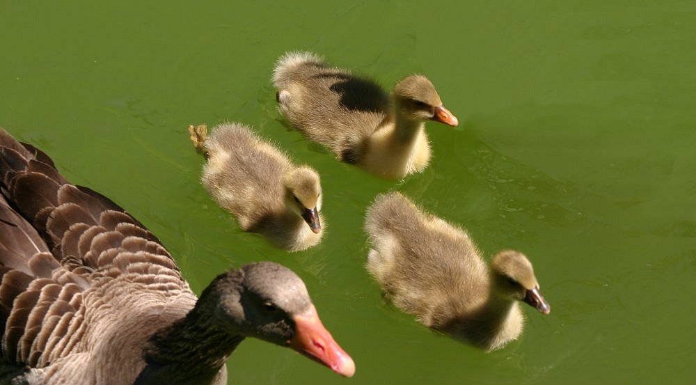 photo "Ducks family" tags: nature, pets/farm animals