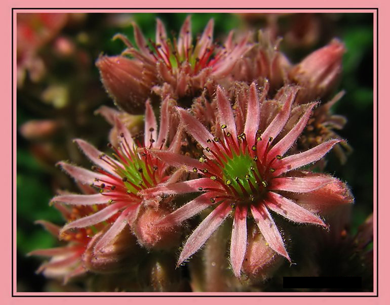 photo "~Flower composition 2~" tags: macro and close-up, still life, 