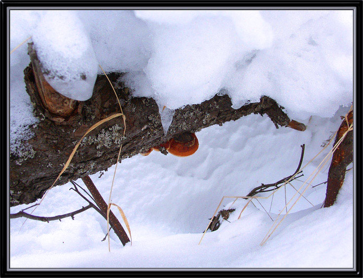 фото "Зимний гриб." метки: природа, цветы