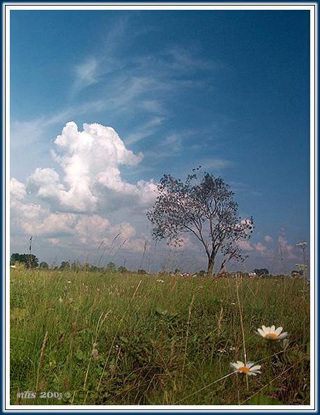 photo "Landscape with camomiles" tags: landscape, summer