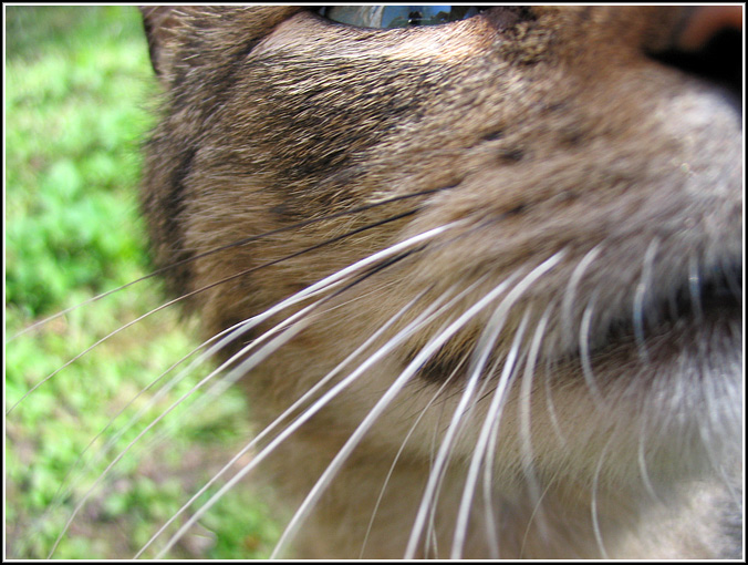 photo "whisker" tags: nature, macro and close-up, pets/farm animals