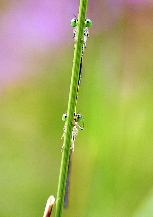 photo "*|*" tags: macro and close-up, nature, insect