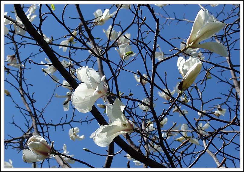 фото "Такое вот дерево" метки: природа, пейзаж, весна, цветы