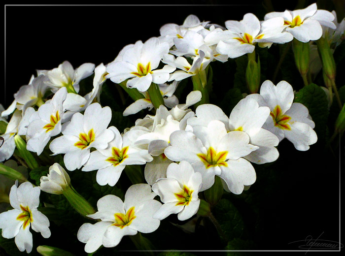 photo "Spring night." tags: nature, macro and close-up, flowers