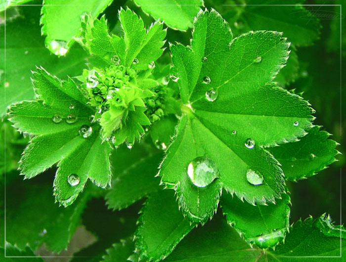 photo "Trace of the rain." tags: nature, macro and close-up, flowers