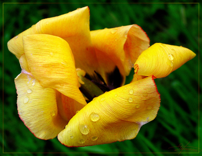 photo "Washed by dew." tags: nature, macro and close-up, flowers