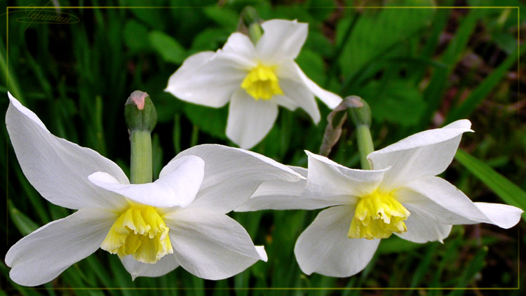 photo "Three." tags: nature, macro and close-up, flowers