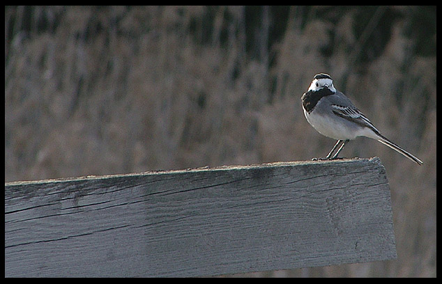 photo "Motacilla alba" tags: nature, wild animals