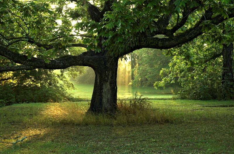 photo "Old Oak" tags: nature, landscape, flowers, summer