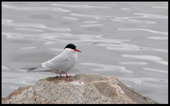 photo "Sterna Hirundo" tags: nature, wild animals