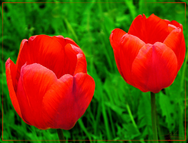 photo "Crazy combination of colors." tags: nature, macro and close-up, flowers