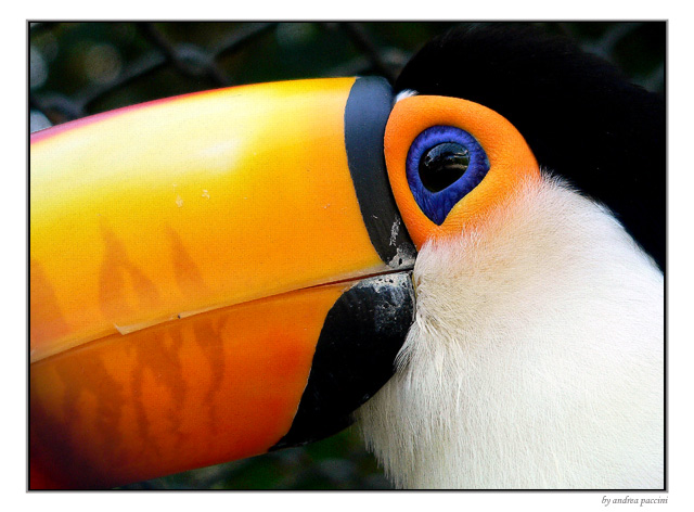 photo ""Tucano"" tags: nature, wild animals