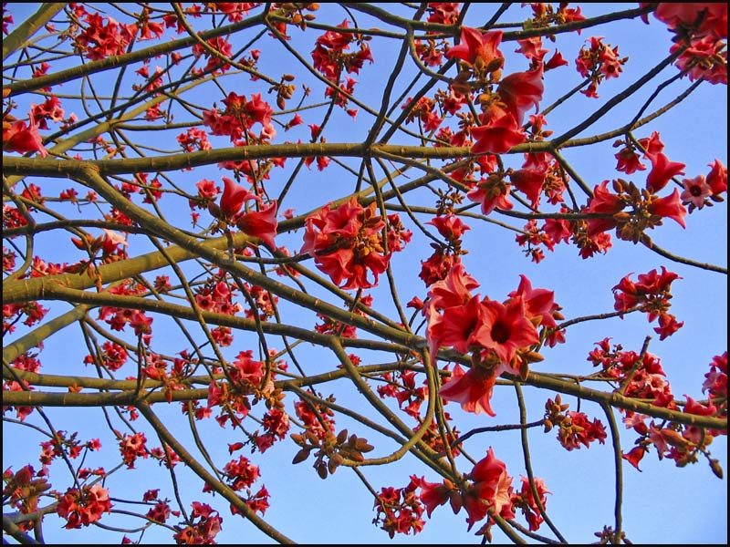 photo "trees is flowering 1" tags: nature, flowers