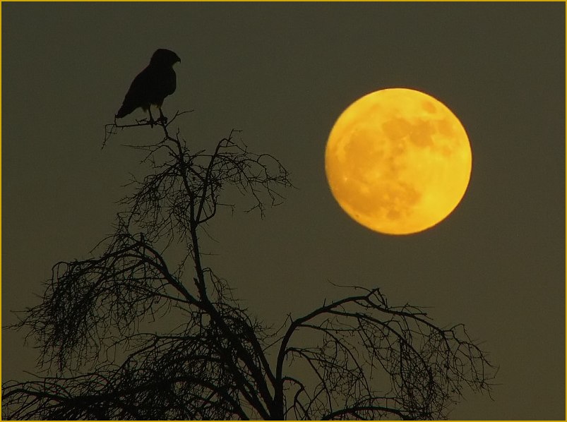 photo "The bird, the tree and the moon" tags: landscape, montage, summer