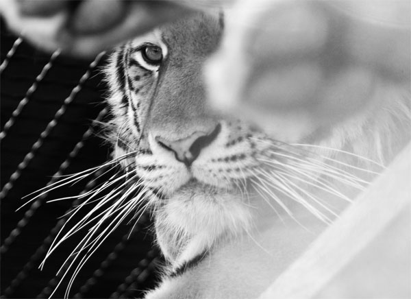 photo "Tiger" tags: nature, black&white, wild animals