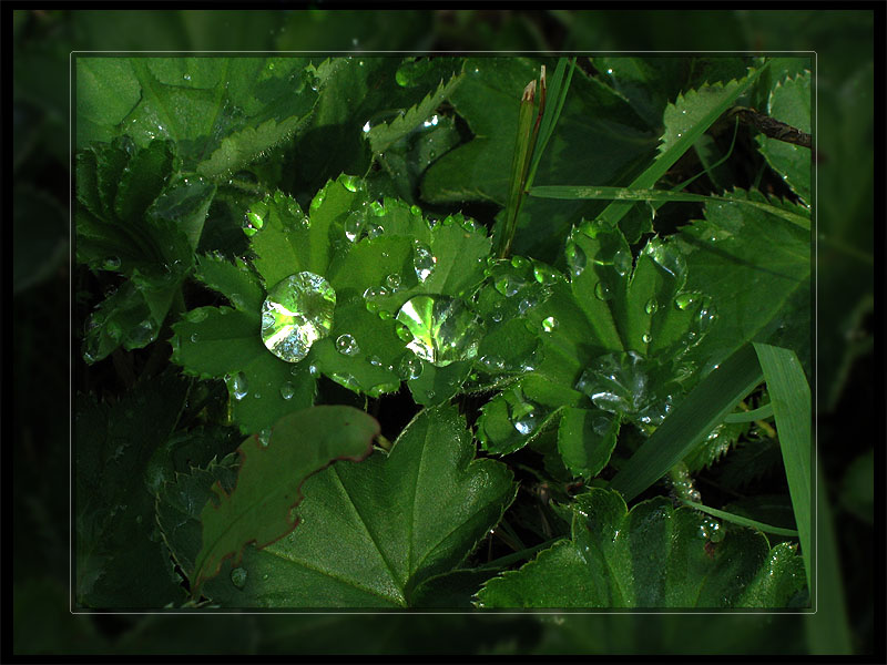 photo "Liquid crystals" tags: macro and close-up, nature, flowers