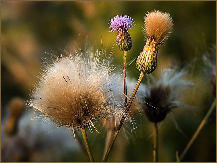 photo "Four ages" tags: nature, flowers