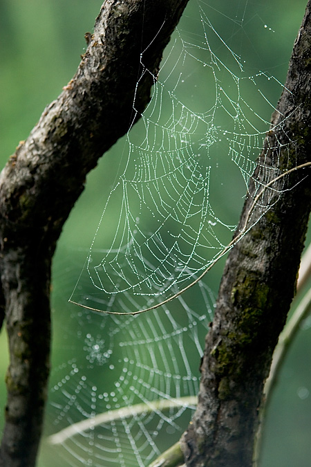 photo "net" tags: nature, insect