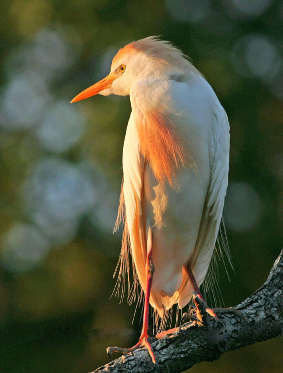 photo "cattle egret" tags: misc., 