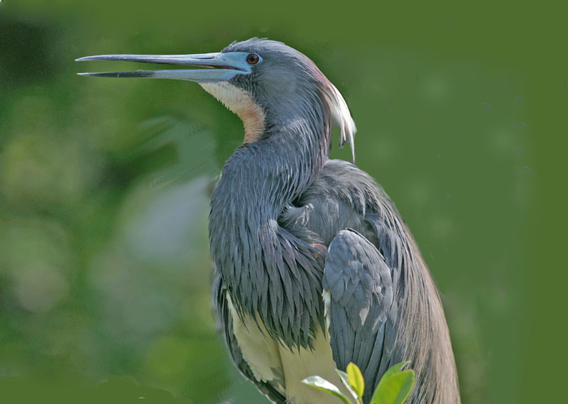 photo "YAWNING BIRD" tags: nature, wild animals