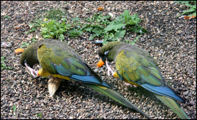 photo "Parrots" tags: nature, humor, wild animals