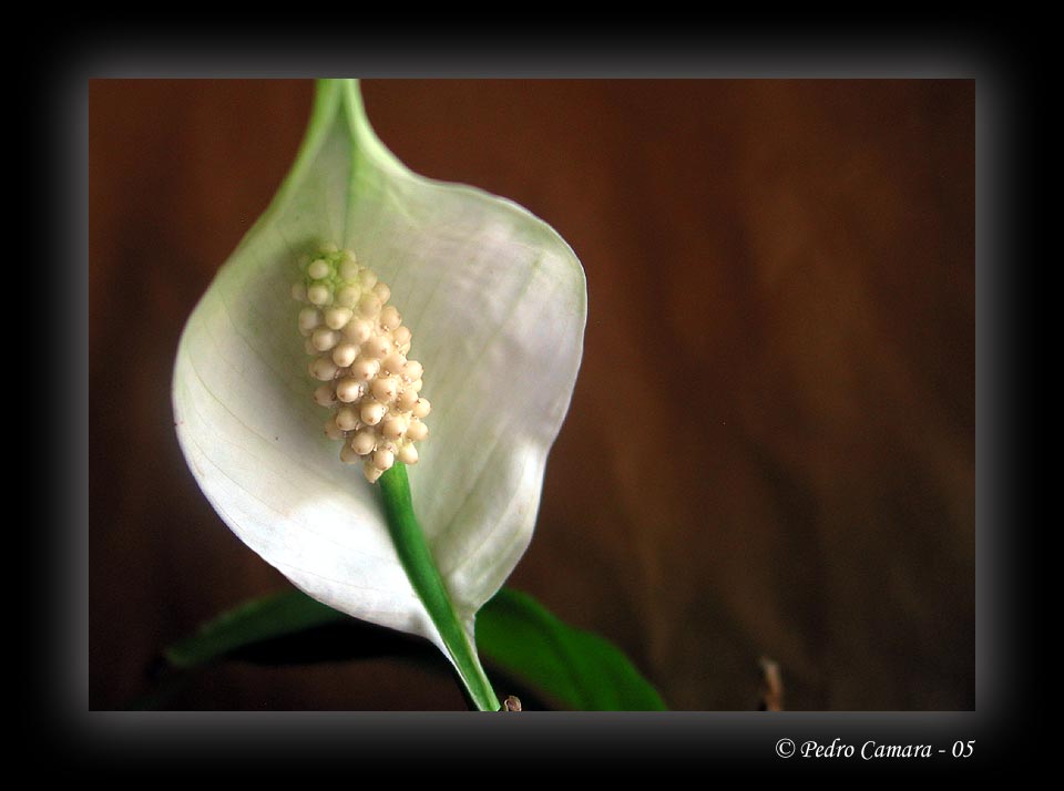 photo "Simplicity" tags: macro and close-up, 