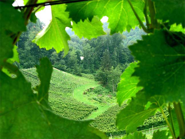 фото "Виноградная долина" метки: пейзаж, природа, цветы