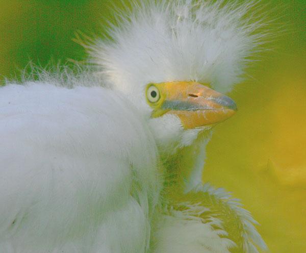 photo "bad hair day 2" tags: nature, wild animals