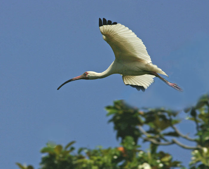 photo "white ibis in flight" tags: nature, wild animals