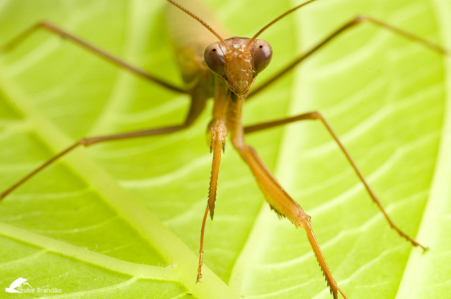 фото "Mantis" метки: макро и крупный план, природа, насекомое