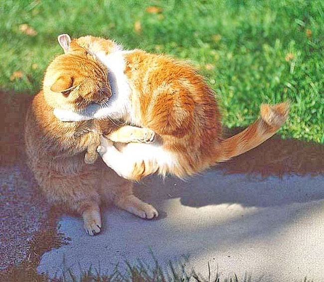 photo "CAT FIGHT repost" tags: nature, wild animals