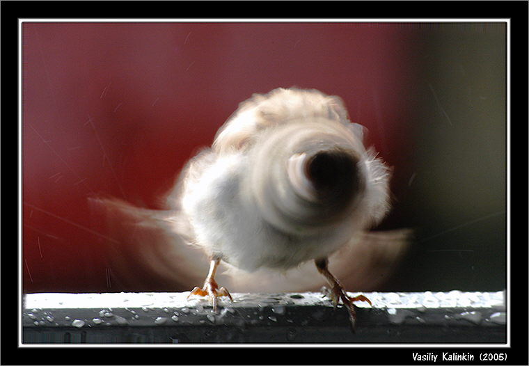 photo "Rain" tags: nature, abstract, wild animals