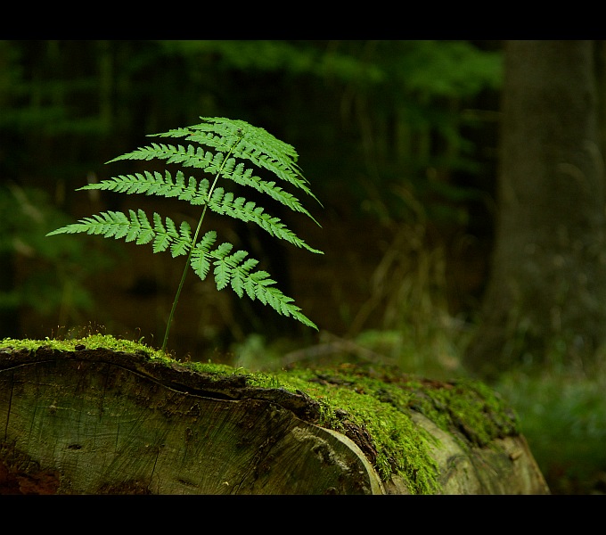 фото "Lonely fern" метки: природа, 