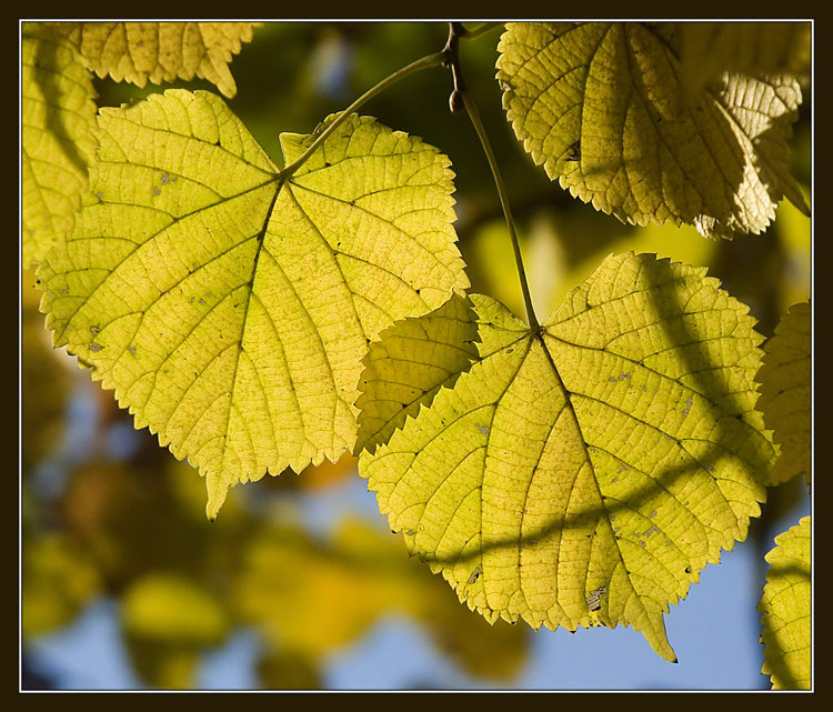 photo "Through the filter of last foliage" tags: nature, flowers