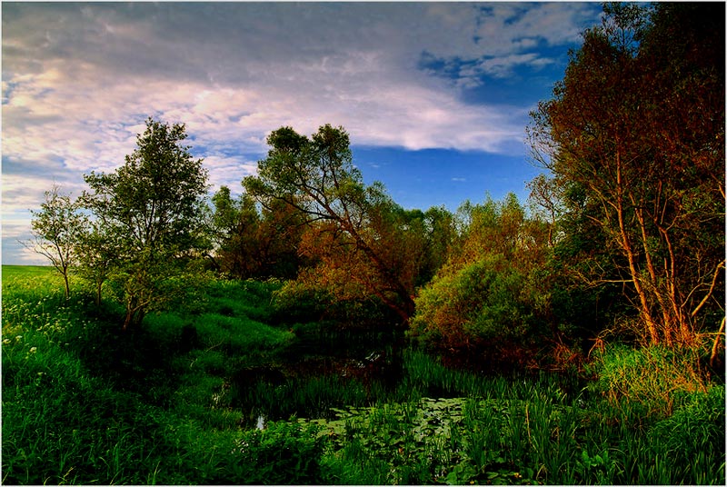 photo "Decline on a small bog" tags: landscape, summer, sunset