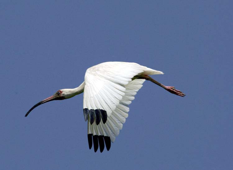 фото "white ibis in flight" метки: природа, дикие животные