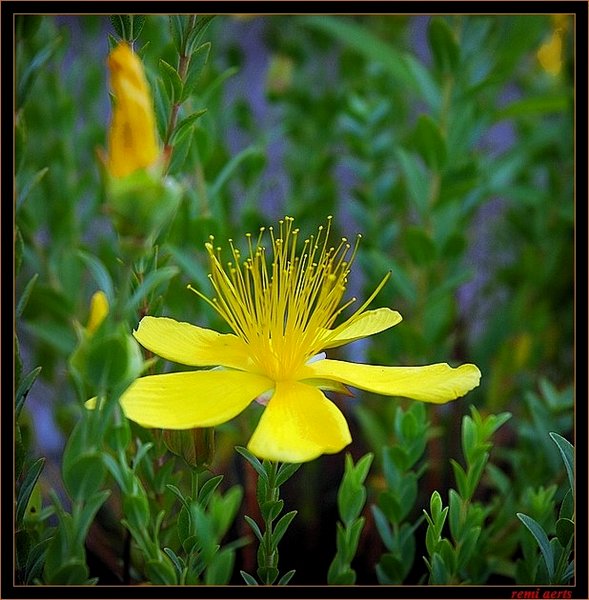 photo "yellow flower" tags: nature, macro and close-up, flowers